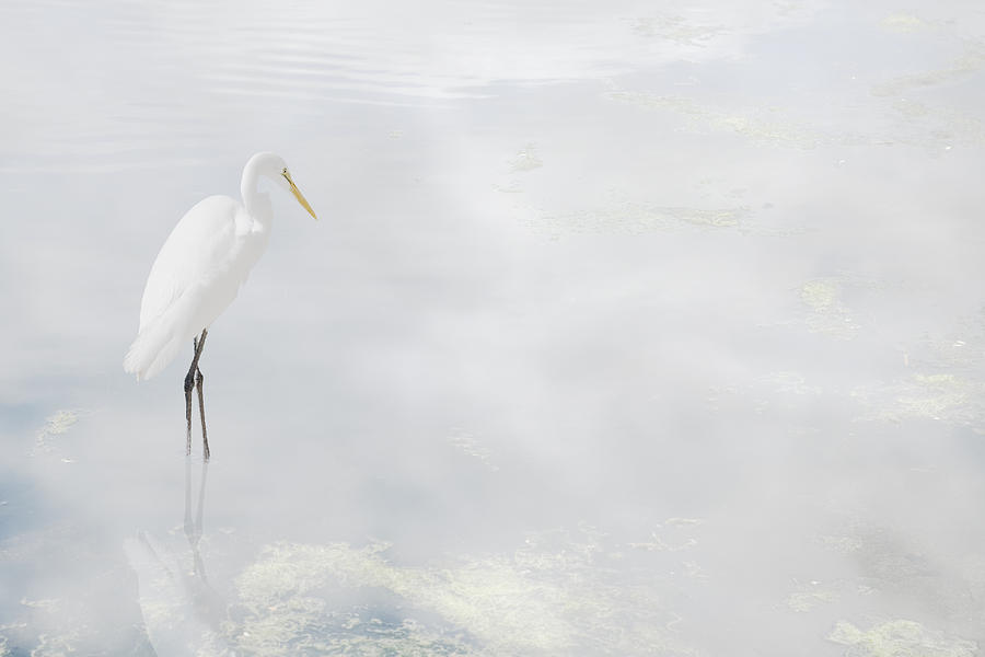 Egrets Reflection Photograph by Nicole Swanger