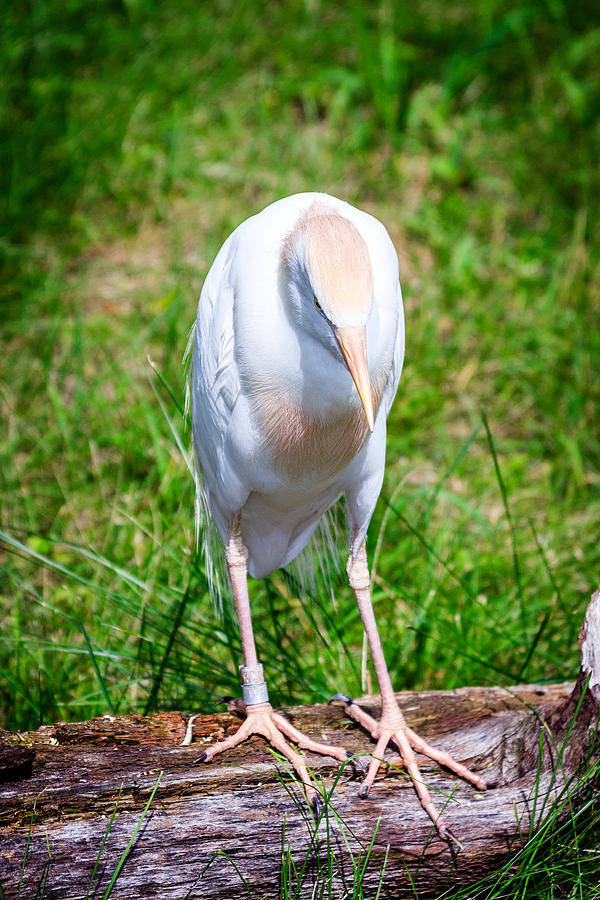 Egrets Regret Photograph by Sennie Pierson