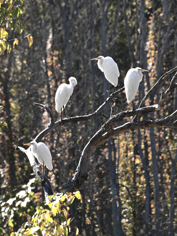 Birds Photograph - Egrets by Valerie Wolf Birds Photograph - Egrets by Valerie Wolf