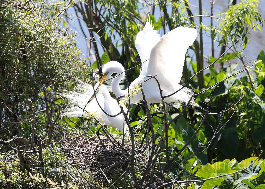Egrets Working Together Photograph by Carol Groenen