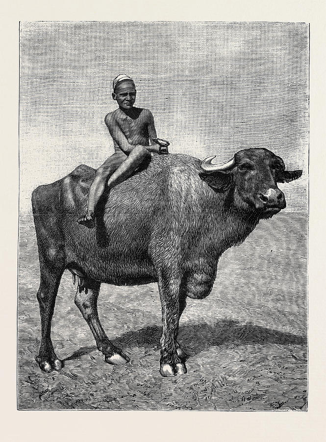 Egypt A Buffalo And His Driver Drawing by Egyptian School