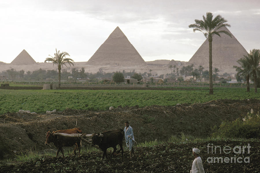 EGYPT: FARMING, c1970 Photograph by Granger