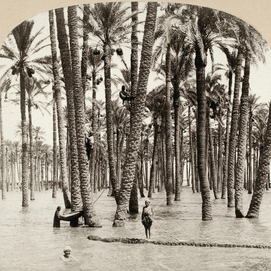 Egypt Flood, C1898 by Granger