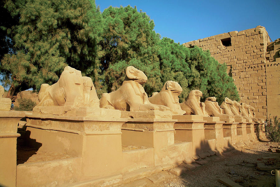 Egypt, Luxor, Avenue Of Sphinxes, Ram Photograph by Miva Stock