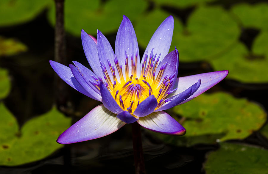 Egyptian Blue water lily  Photograph by Scott Carruthers