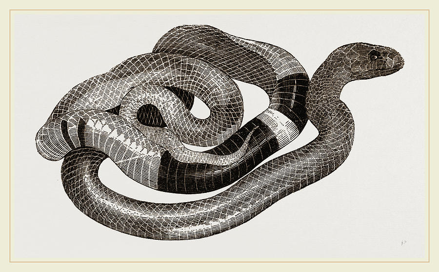 Nature Drawing - Egyptian Cobra Or Asp by Litz Collection