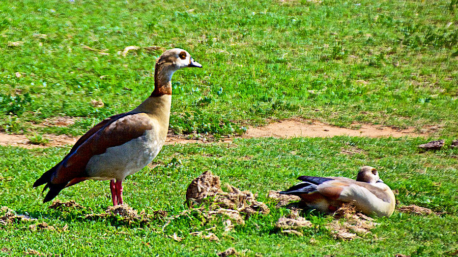 Bird Photograph - Egyptian Geese in Addo Elephant Park near Port Elizabeth-South Africa by Ruth Hager