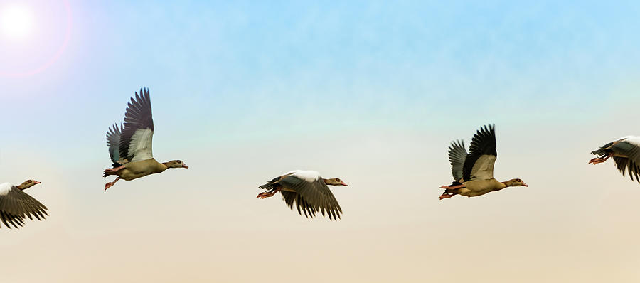 Egyptian Geese In Flight Photograph by Image By Dr. Ewan Photography. All Rights Reserved
