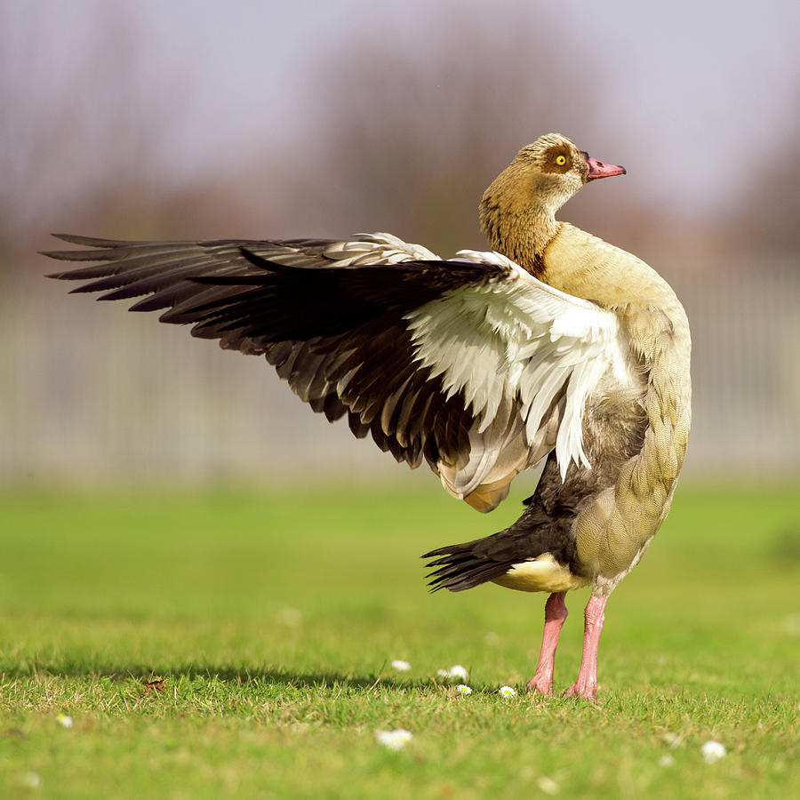 Egyptian Goose Photograph by Alexwittphotography