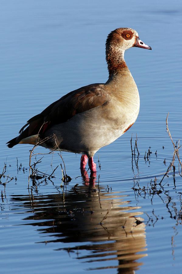Geese Photograph - Egyptian Goose by Steve Allen/science Photo Library