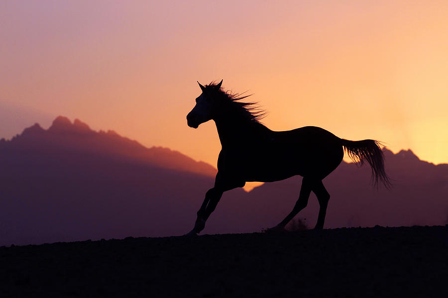 Egyptian Horse Photograph by Katarzyna Okrzesik