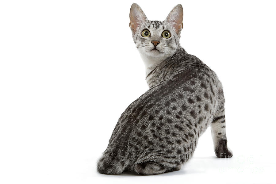 Egyptian Mau Cat Photograph by Jean-Michel Labat