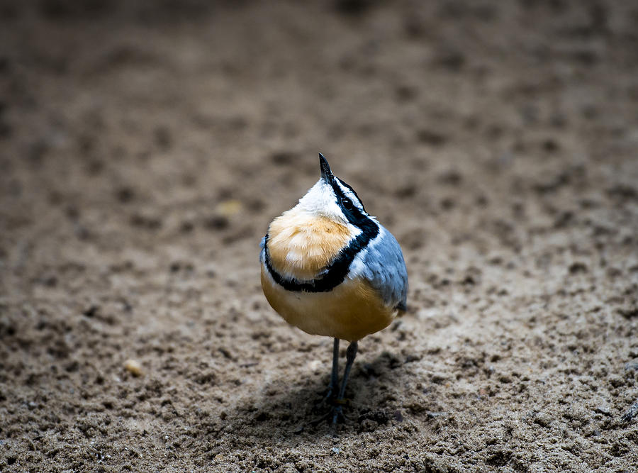 Egyptian Plover Photograph by Phil Abrams