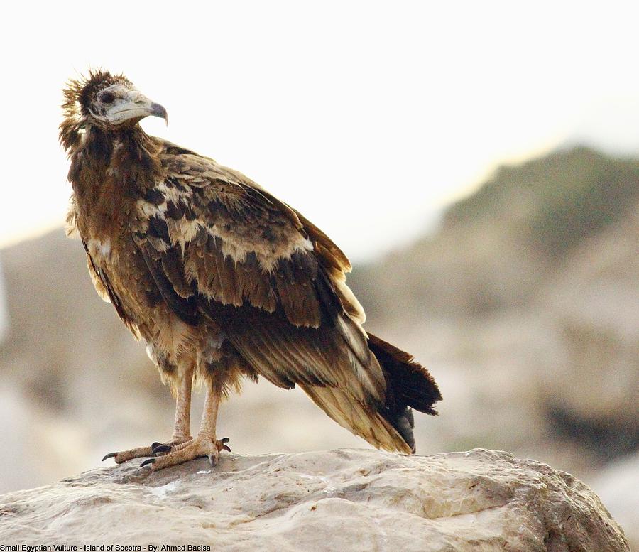 Bird Photograph - Egyptian Vulture 3 by Muneer Binwaber