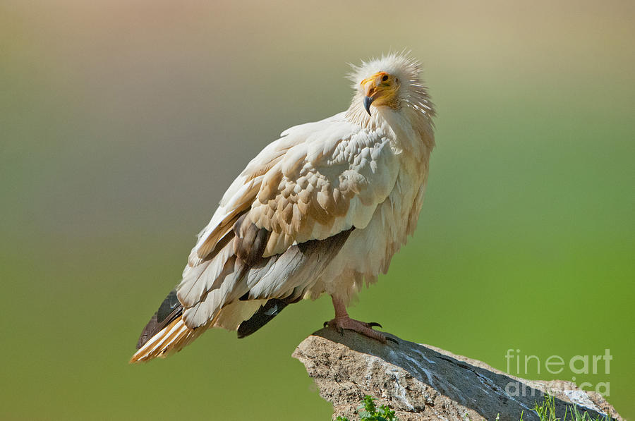 Nature Photograph - Egyptian Vulture by Anthony Mercieca