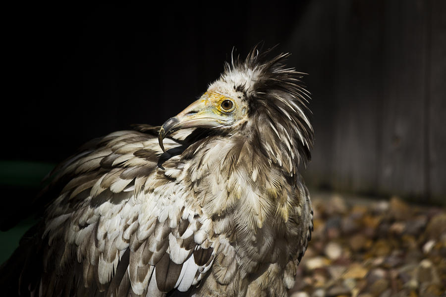 Vulture Photograph - Egyptian Vulture by Chris Whittle