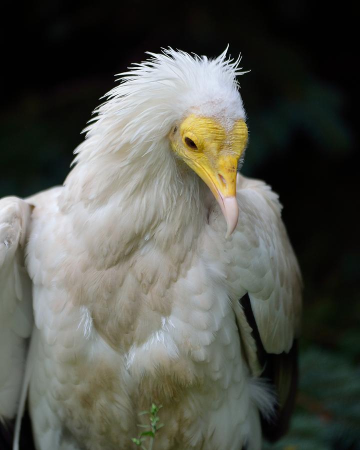 Egyptian Vulture Photograph by Deborah Ritch