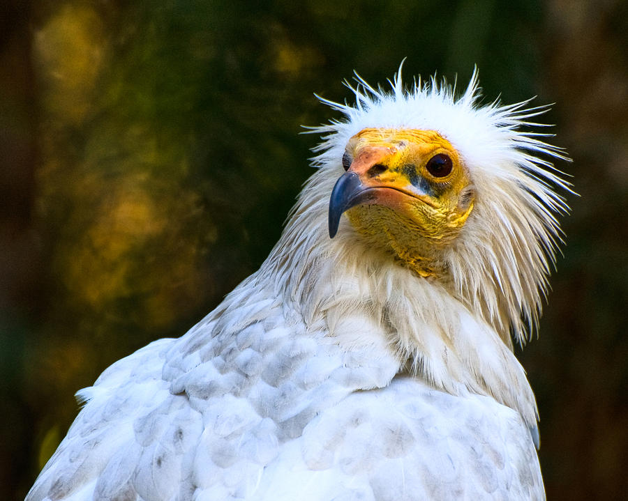 Egyptian Vulture Photograph by Ginger Wakem