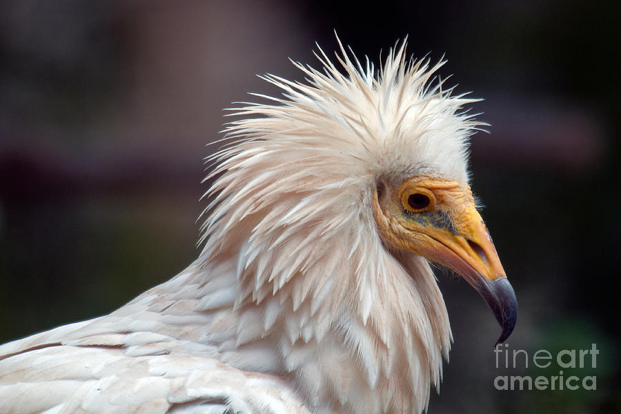 Egyptian Vulture Photograph by Mark Newman