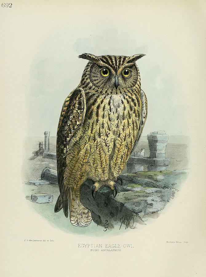 John James Audubon Painting - Egyption Eagle Owl by Dreyer Wildlife Print Collections 
