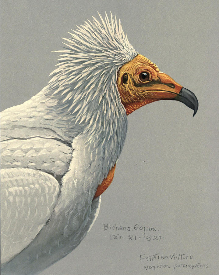 John James Audubon Painting - Egyption Vulture by Dreyer Wildlife Print Collections 