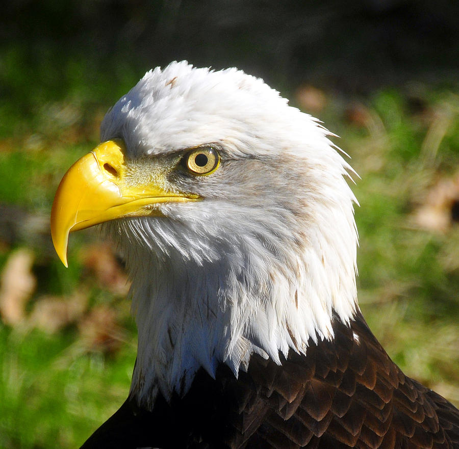 Bald Eagle Head shot one Photograph by David Lee Thompson - Fine Art ...