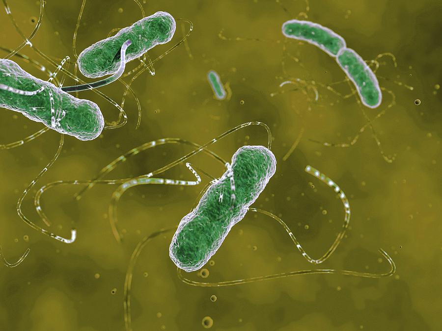 Ehec Bacteria, Artwork Photograph by Juan Gaertner