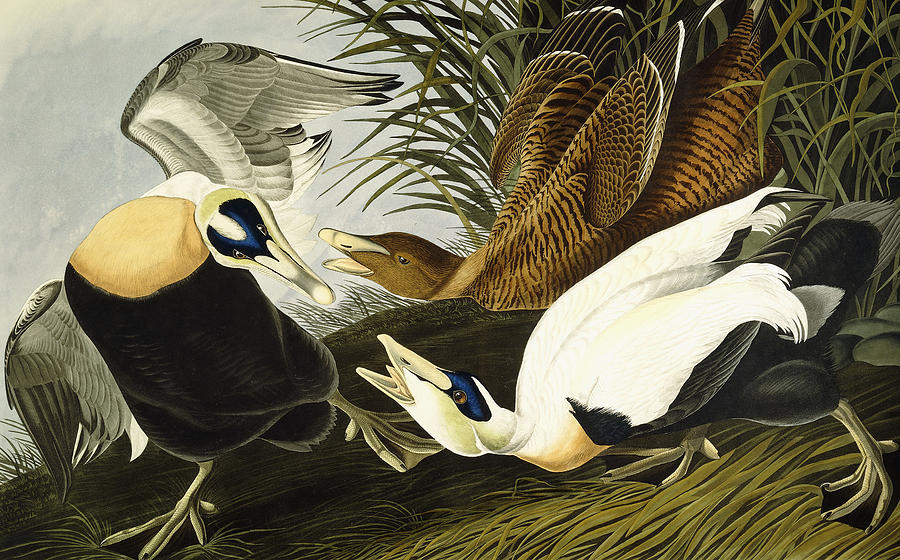 John James Audubon Painting - Eider Ducks by John James Audubon