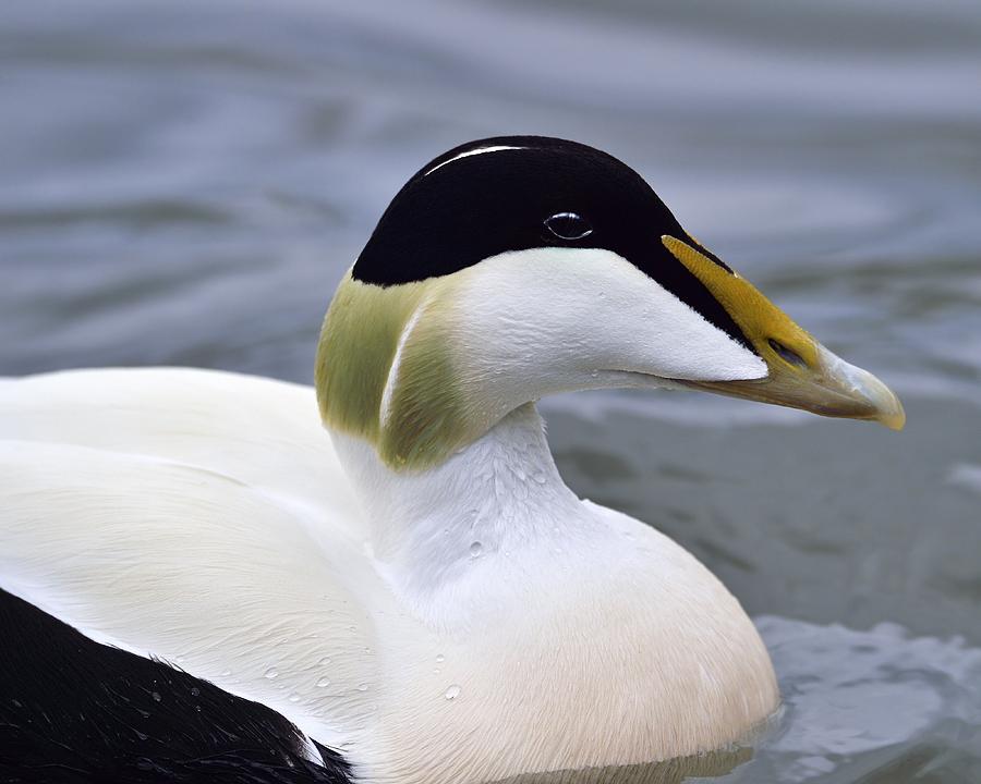 Eider Up Photograph by Tony Beck