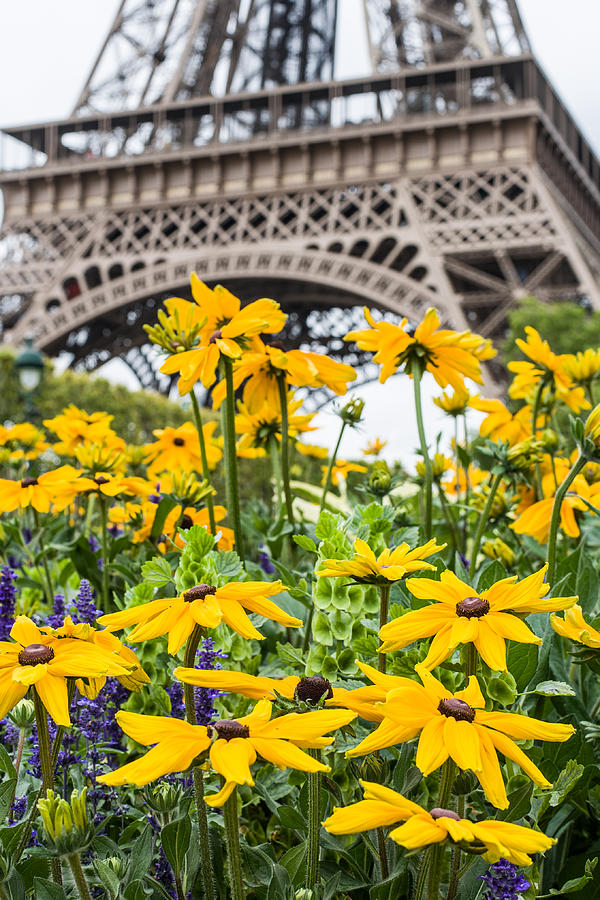 Eiffel Photograph - Eiffel Flower by Nigel R Bell