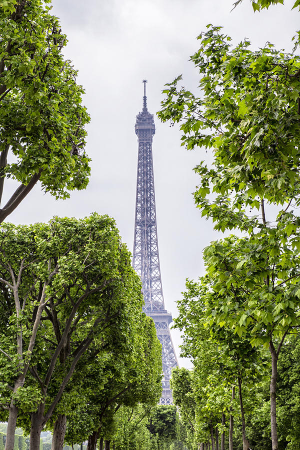 Eiffel Tower and Springtime Trees Photograph by Georgia Clare