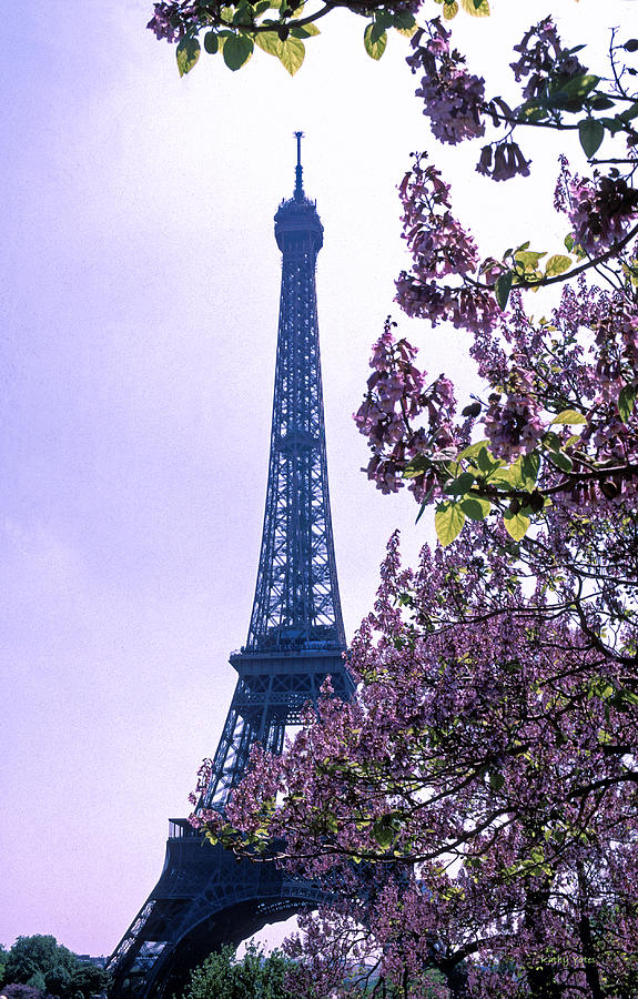 Eiffel with Blossoms Photograph by Kathy Yates