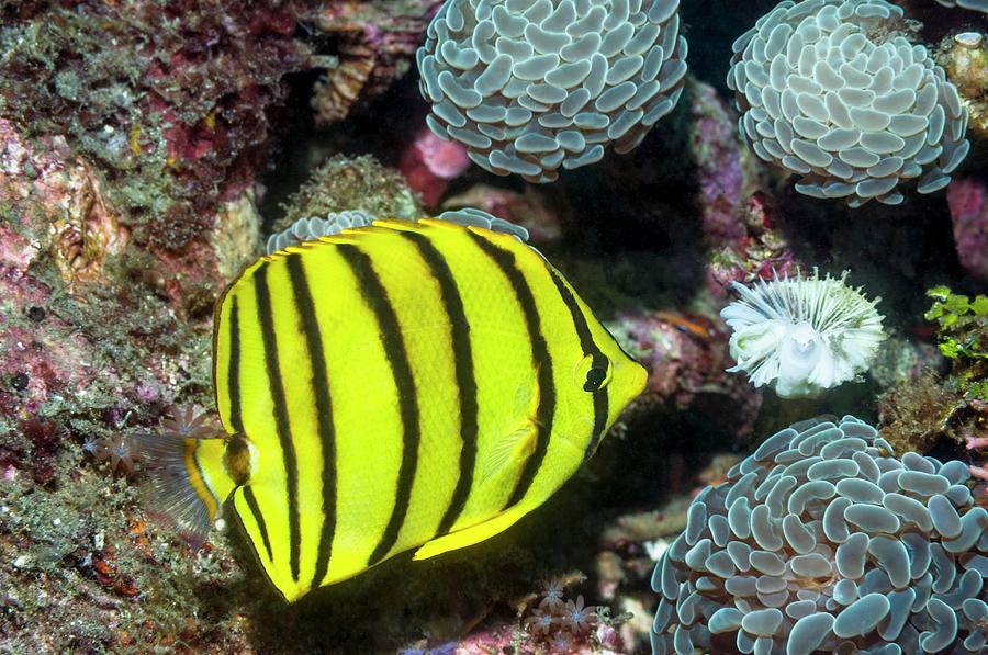 Fish Photograph - Eight-banded Butterflyfish by Georgette Douwma/science Photo Library