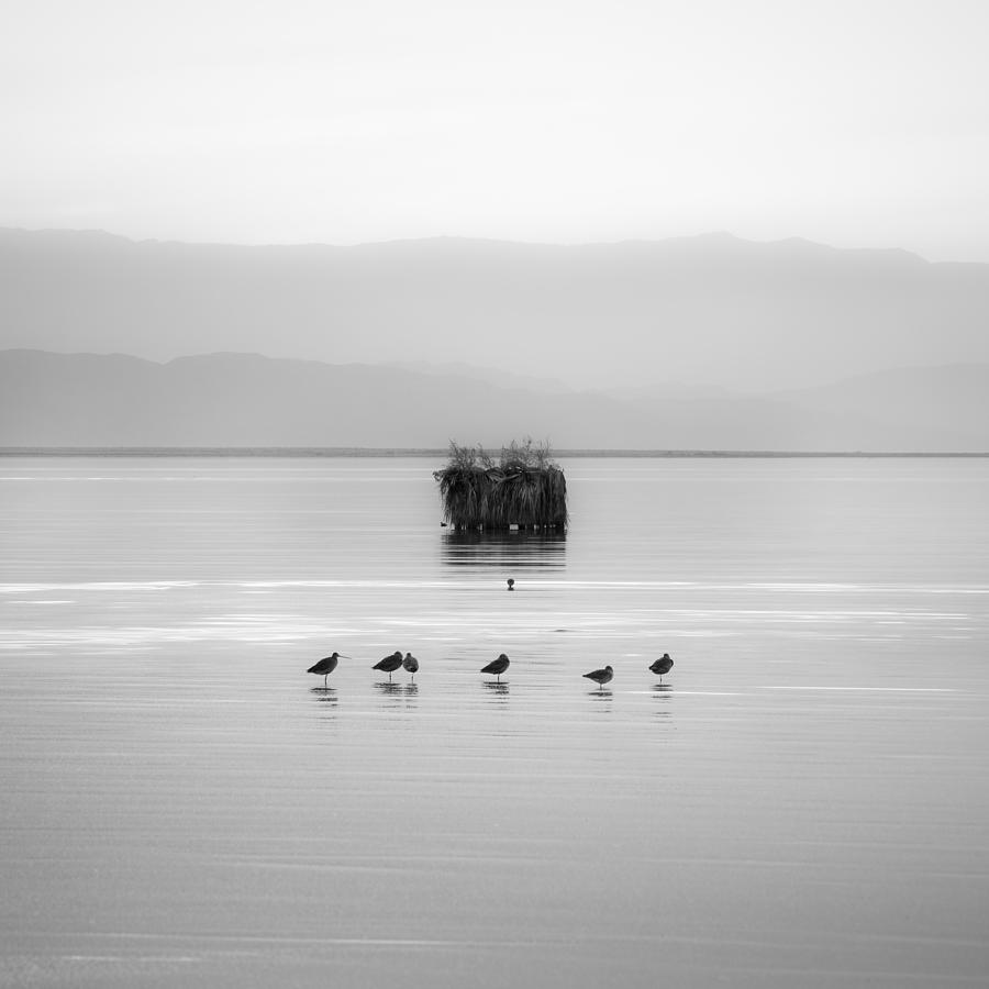 Eight Birds Photograph by Alexander Kunz
