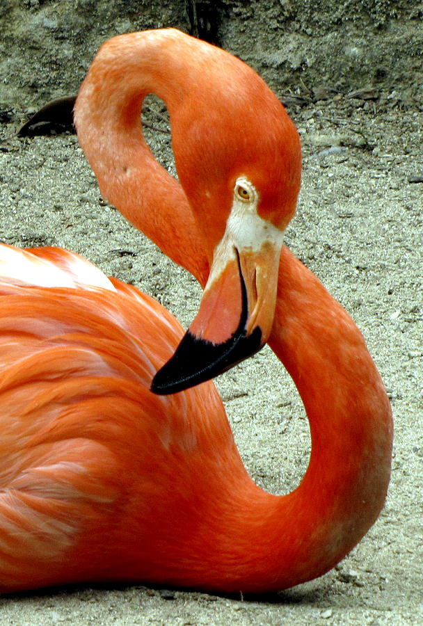 Figure Eight Flamingo Photograph by Bob Slitzan