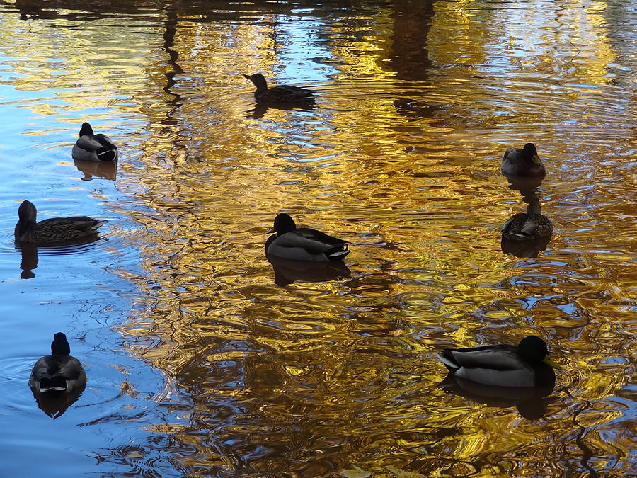 Eight Ducks in a Circle Photograph by Lanita Williams