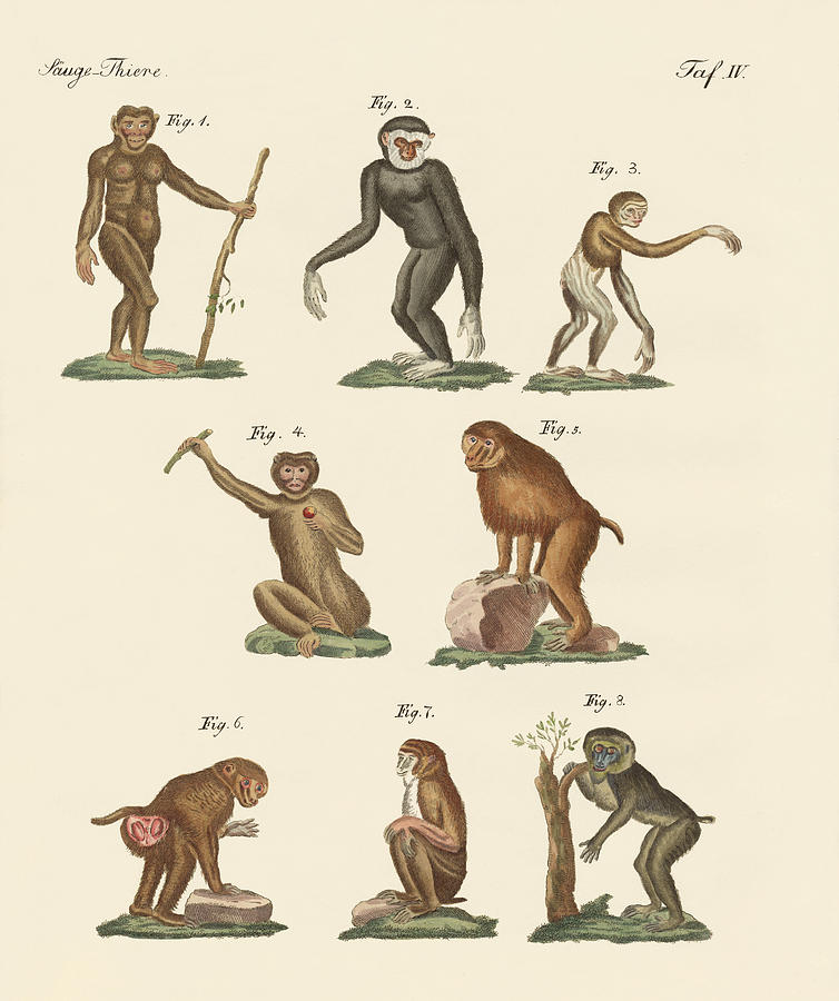 Ape Drawing - Eight kinds of monkeys by Splendid Art Prints