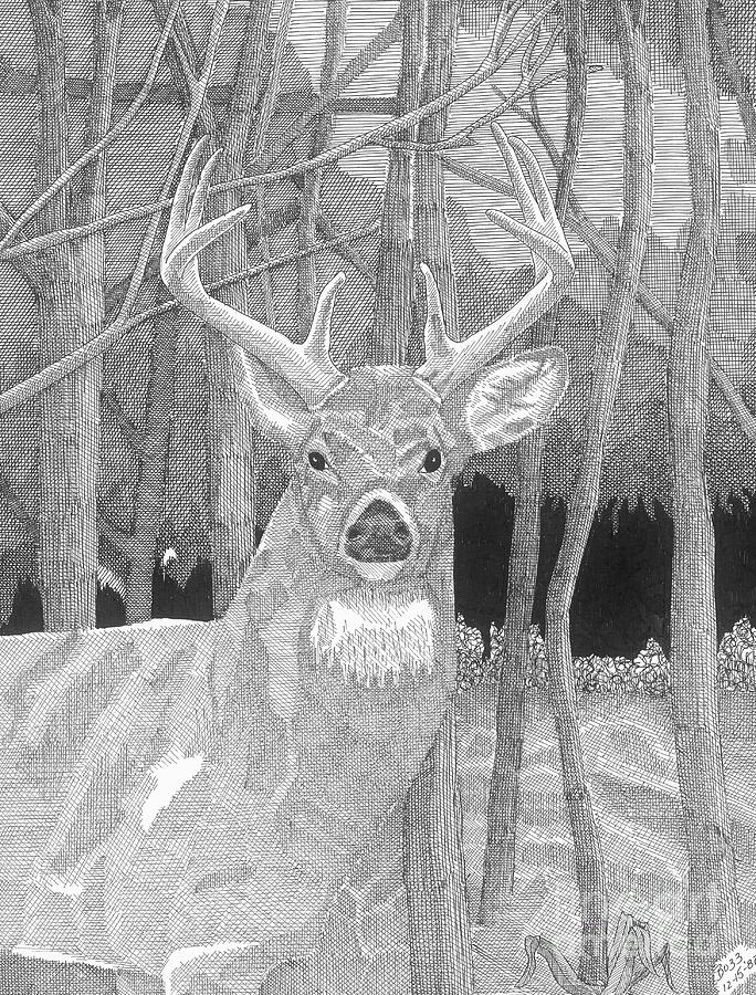 Deer Drawing - Eight Point Buck by Calvert Koerber