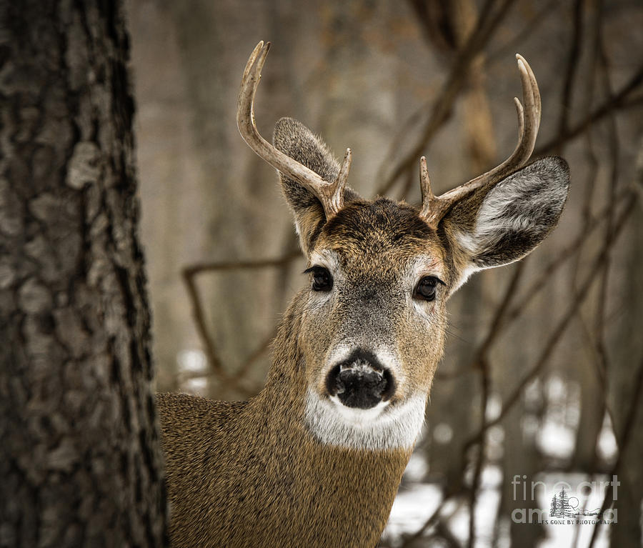 Eight Point Buck Photograph by Ronald Grogan