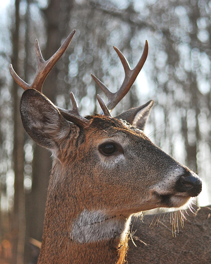 Eight Point Up Close 1100 Photograph by Michael Peychich