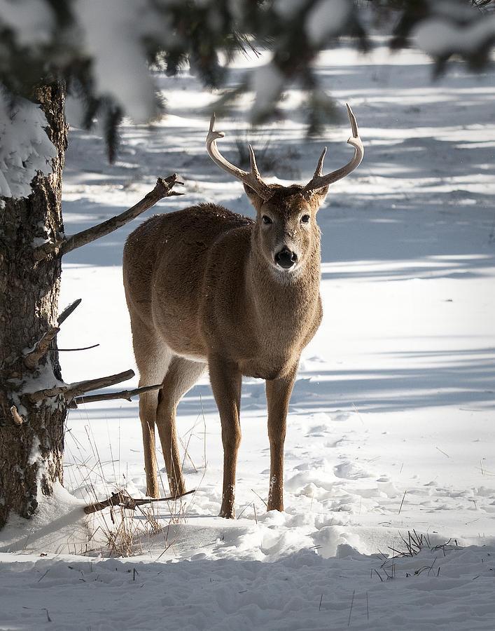 Eight Point Photograph by Ward McGinnis - Fine Art America