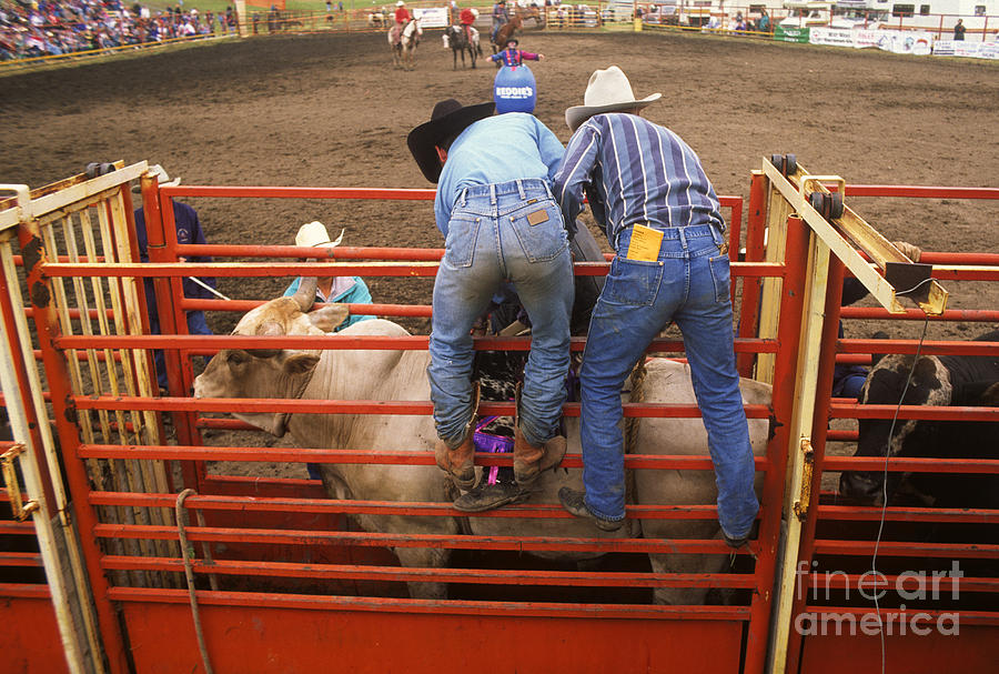Bull Photograph - Rodeo Eight Seconds To Payday by Bob Christopher