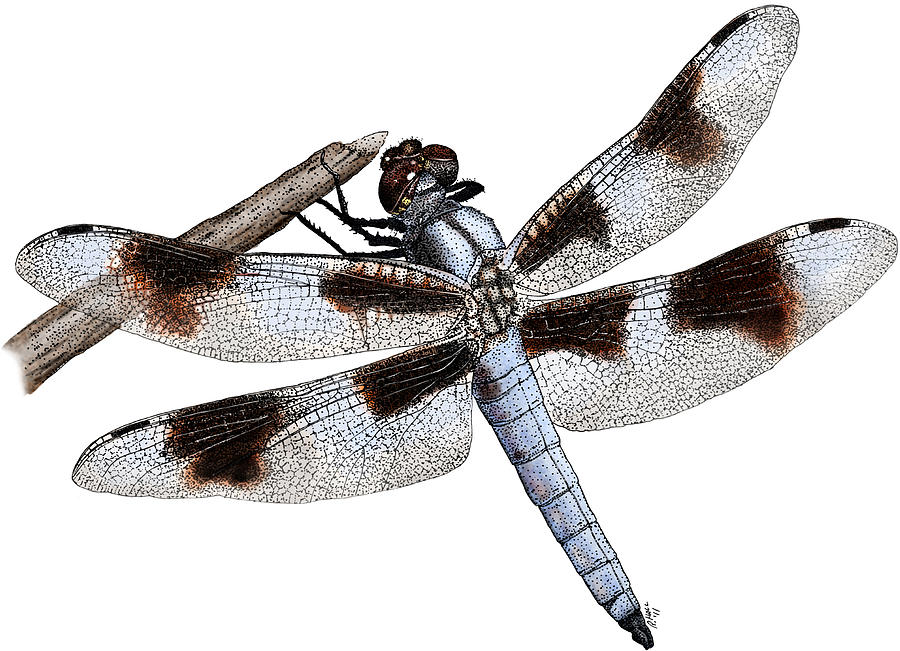Eight-spotted Skimmer Dragonfly Photograph by Roger Hall