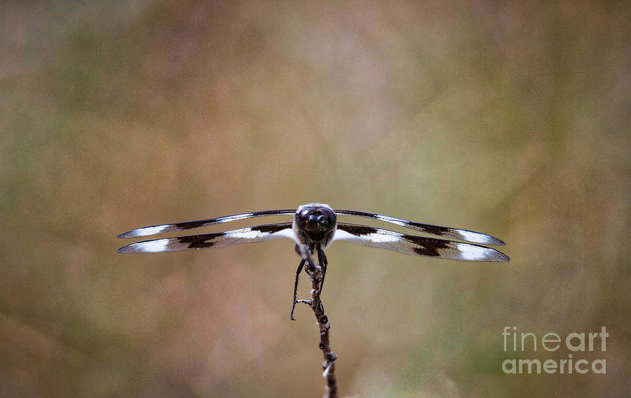 Nature Photograph - Eight Spotted Skimmer by Mitch Shindelbower