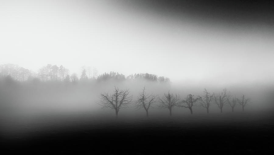 Eight Trees In The Mist Photograph by Nic Keller