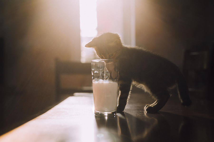 Eight week old tortoiseshell kitten trying to drink milk from a glass in the morning sunlight Photograph by Westend61