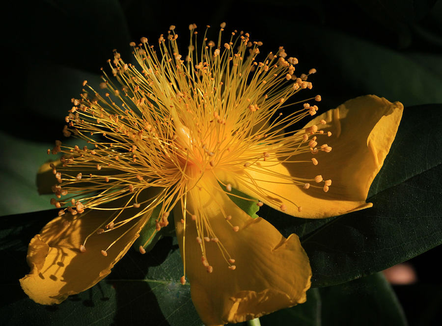 Flower Photograph - Eighteen Karat Gold by Donna Kennedy