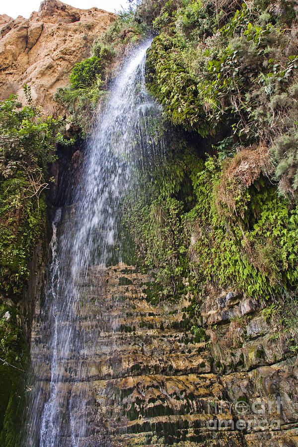 Ein Gedi national park  Photograph by Eyal Bartov