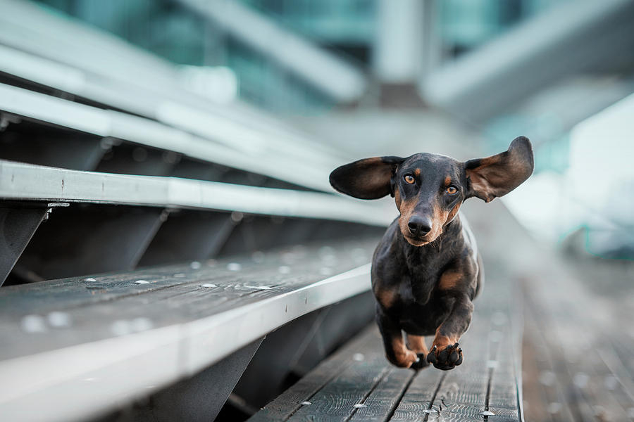 Ein Kleiner Hund La?uft Durch Die Welt.... Photograph by Heike Willers