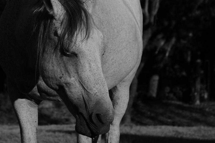 Horse Photograph - Einstein by Ryan Dove